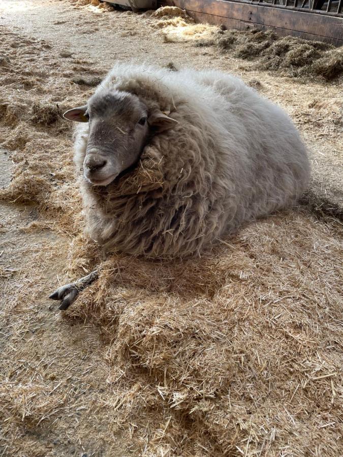 Schlafen Neben Den Kleinen Kaelbchen Im Kaelberiglu Bingum Eksteriør bilde