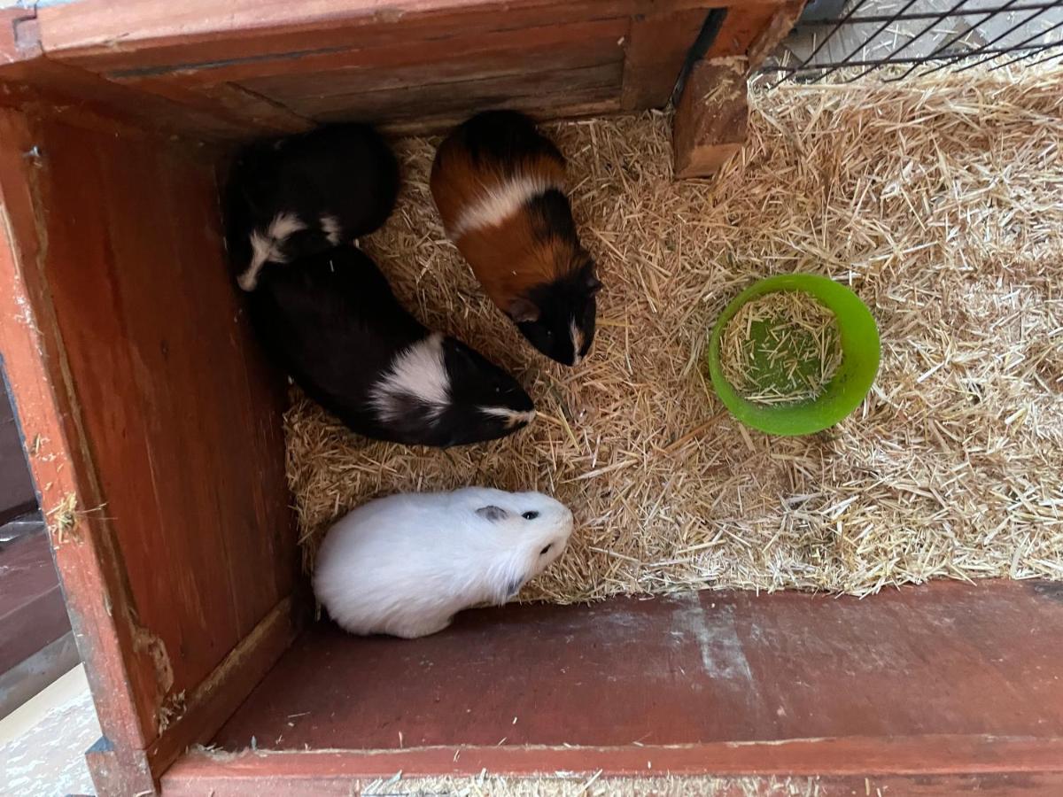 Schlafen Neben Den Kleinen Kaelbchen Im Kaelberiglu Bingum Eksteriør bilde